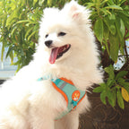 Dog Harness with Leash Set