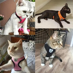 Small Dog Harness with Leash