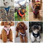 Small Dog Harness with Leash